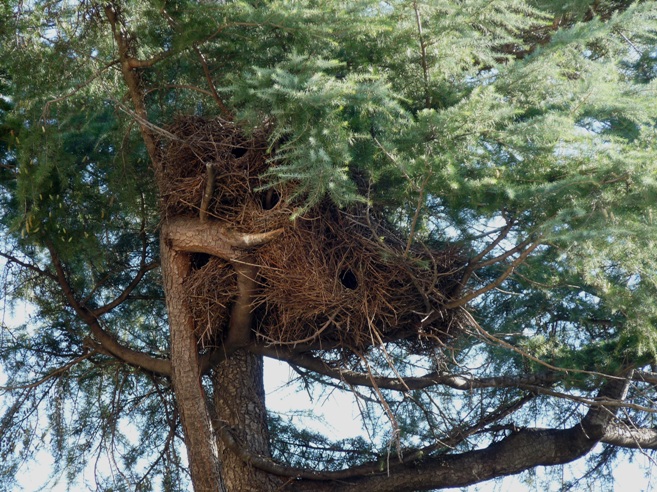 L''albero dei parrocchetti